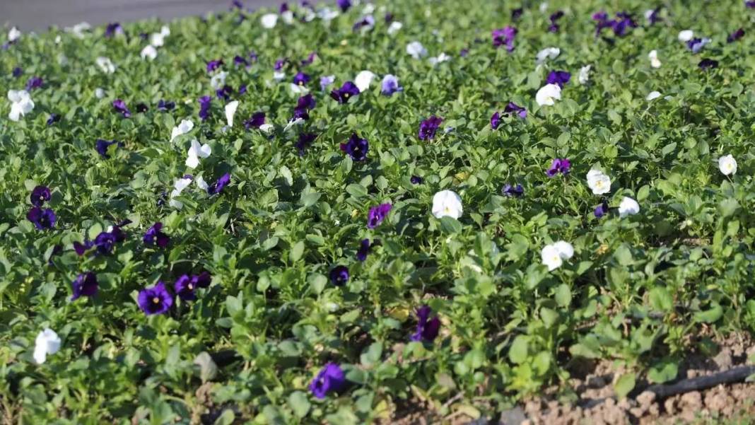 Antalya’ya Kış 4 Milyon Çiçekle Rengarenk Gelecek! 3